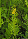 Lysimachia loomisii