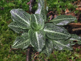 Goodyera pubescens