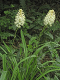 Amianthium muscitoxicum