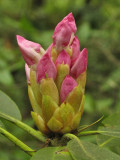 Rhododendron in bud