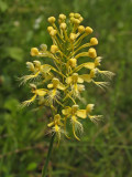 Platanthera xbicolor