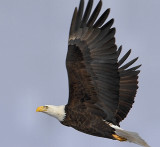 Bald eagle