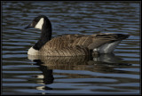 Canada goose