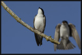 Tree swallows