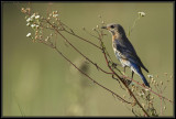 Eastern Bluebird
