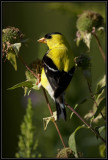 American Goldfinch ©  Liz Stanley