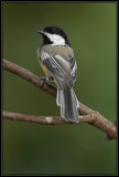 Black-capped chickadee <div class=cr>©  Liz Stanley</div>