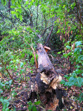 Fallen dead tree