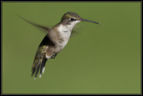 Ruby-throated hummingbird <div class=cr>©  Liz Stanley</div>