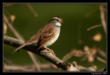 White-throated sparrow <div class=cr>©  Liz Stanley</div>