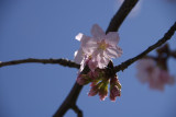 Cherry Blossoms