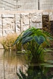 Lily Pond