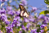 Swallowtail