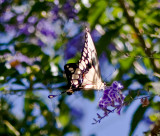 Swallowtail