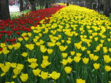 Tulip flowers.jpg