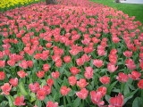 Tulip flowers1.jpg