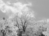 Icy Trees