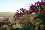 hawthorn berries