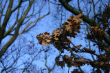 oak leaves