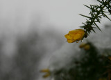 Gorse flower in the snow.
