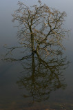 damp tree