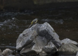 Grey Wagtail