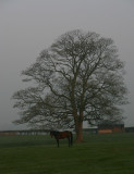 Horse Chestnut tree