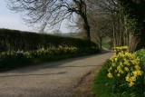 daffodil lane.jpg