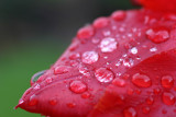 raindrops on tulip