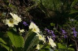 Primula and Violets