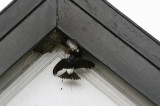 house martins feeding