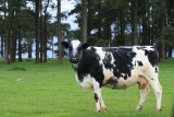 standing cow