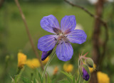 cranesbill
