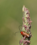 red bug