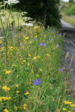 roadside