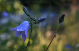 harebell in the shadows