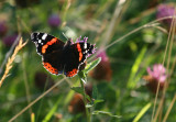 Red Admiral backlit