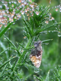 Butterfly in the rain