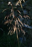grass.jpg