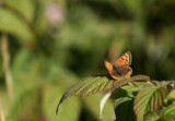 Small Copper