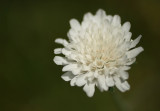 white scabious