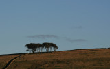 trees