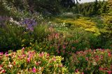 Glisan Creek Wildflowers, Study #5