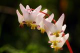 Dutchmans Breeches, #2