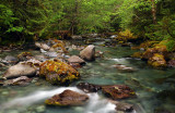 Opal Creek study #4