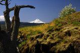 Mount Hood from above the arch, Study #2