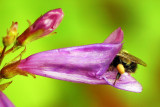 Penstemon Pollinator study #1