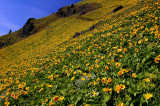 Dog Mountain summit meadows #3