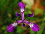 Oregon Iris study #1