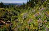 Mount Adams from WyEast Basin, study 2